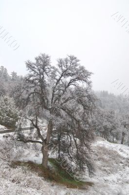 snowy countryside