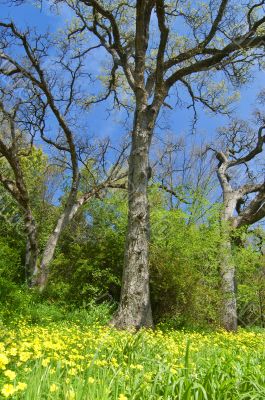 spring forest