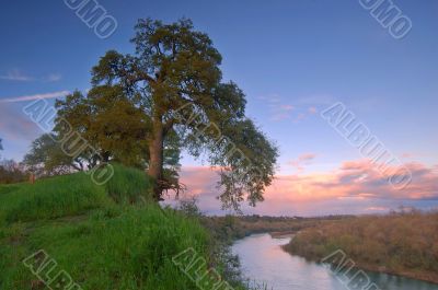 oak tree in spring