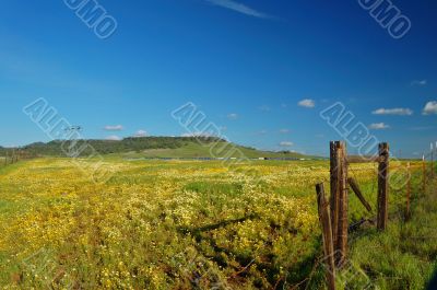 spring countryside