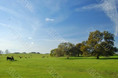 spring countryside