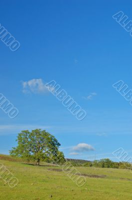 spring countryside