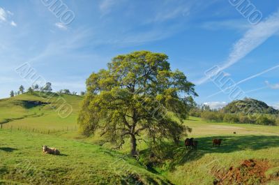 spring countryside