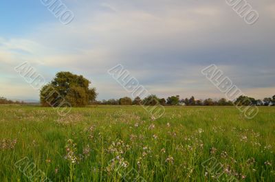 spring countryside