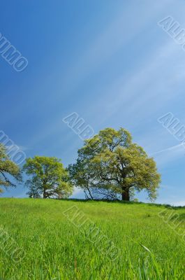 spring countryside