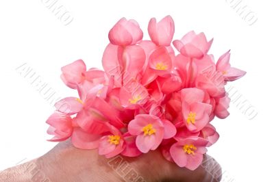 begonia blossom