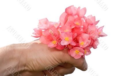 begonia gift