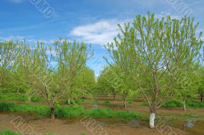 orchard in springtime