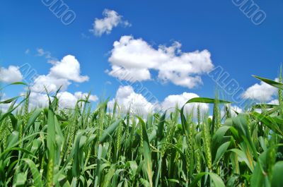 rural spring field