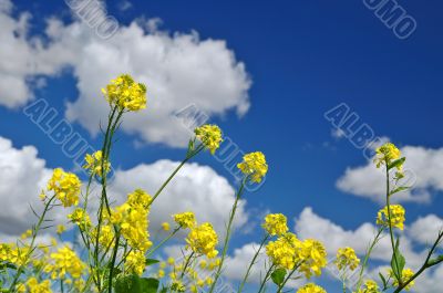 rural spring meadow