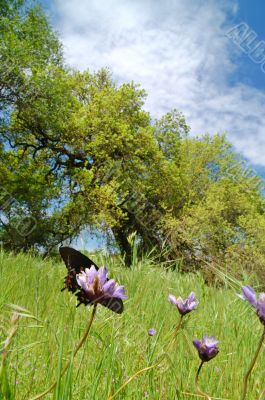Butterflies in a meadow