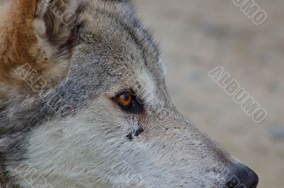 Rocky mountain Grey Wolf