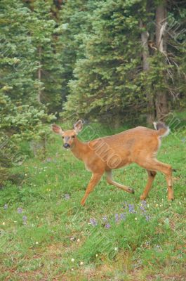 Deer in a mountain meadow