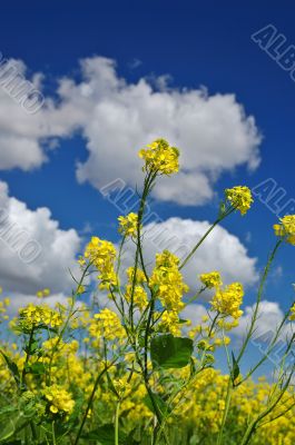 rural spring meadow