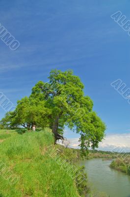 Oak tree and river