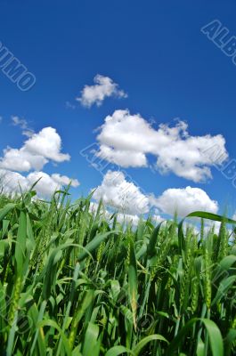rural spring field