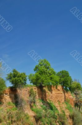 Oak trees on cliff