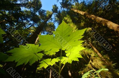 Pacific Northwest Forest