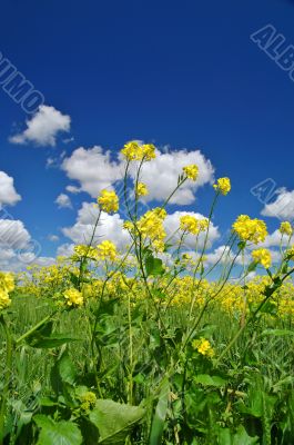 rural spring meadow
