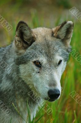 Rocky mountain Grey Wolf