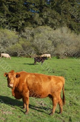 cows in a field