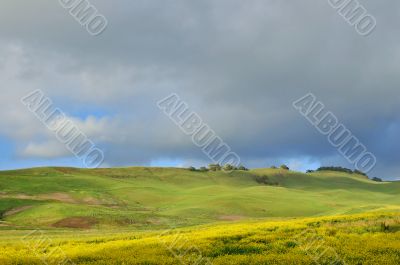 meadow in springtime