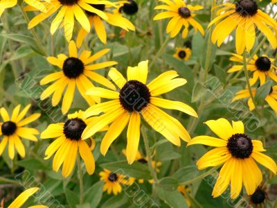 flower - black eyed susan 3