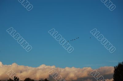 birds on their way home