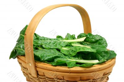 Freshly picked chard (clipping path included)