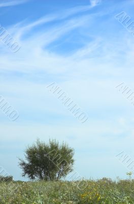 Tree on a background of the sky