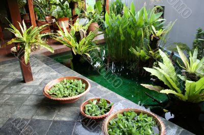 Balinese decor plants