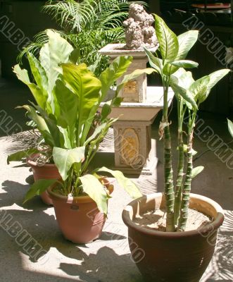 Potted plants