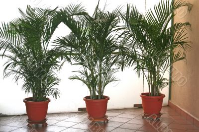 Potted plants