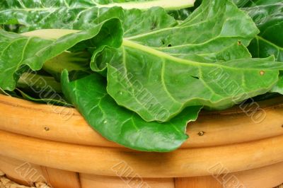 Freshly picked chard