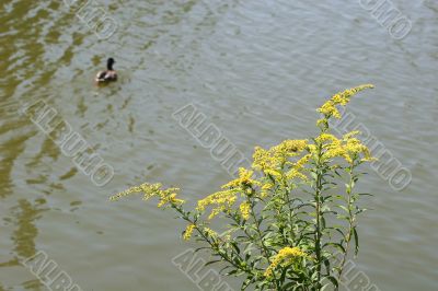 Goldenrod
