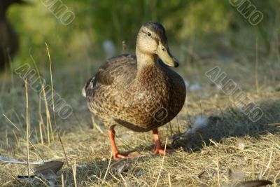 Mallard Duck