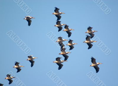 flying flock of bird