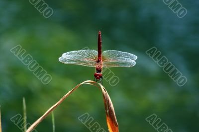 Red dragonfly on a stem