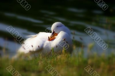 The sweetest duck in the world