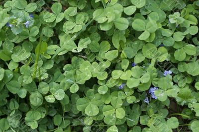 green clovers