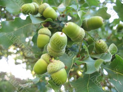 green acorns of a young oak