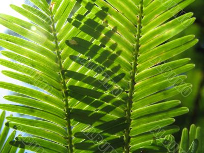 intersection of two leafs