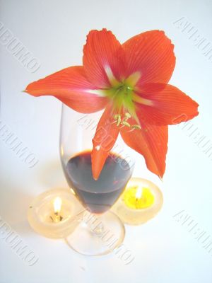 Red Wine 6