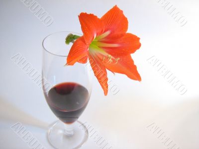 Red Wine5