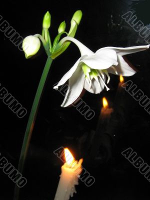 Amazonian Lilie With A Candle 4