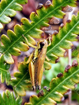 Grasshopper