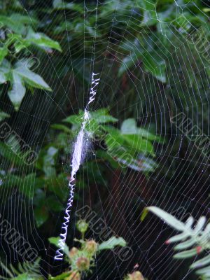 Spider Web