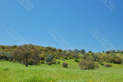 spring countryside