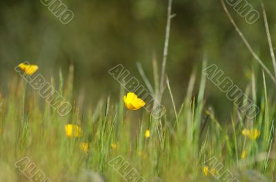 springtime meadow