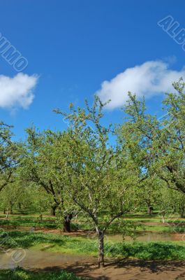 orchard in springtime
